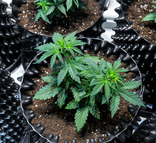 Smart pots met gaten aan de zijkant. Smart pots met gaten aan de zijkant.