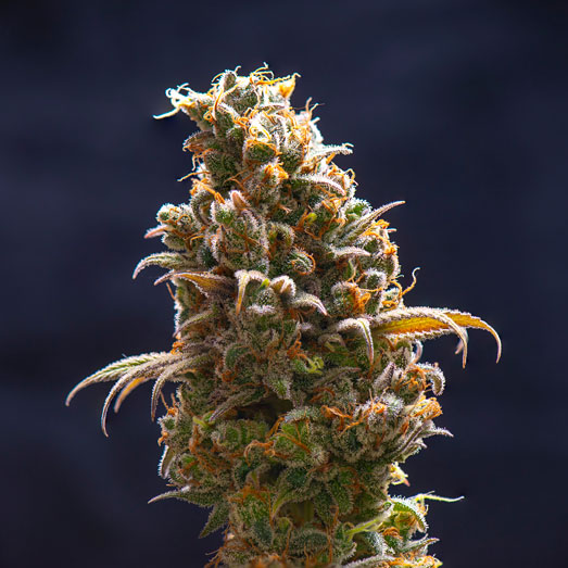 Sour Diesel zorgt voor sterke lichamelijke high. Sour Diesel zorgt voor sterke lichamelijke high.