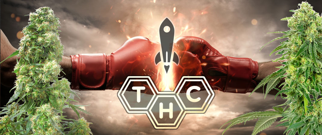 Het THC-gehalte van Nederwiet wordt steeds hoger. Nederwiet wordt steeds sterker en sterker.