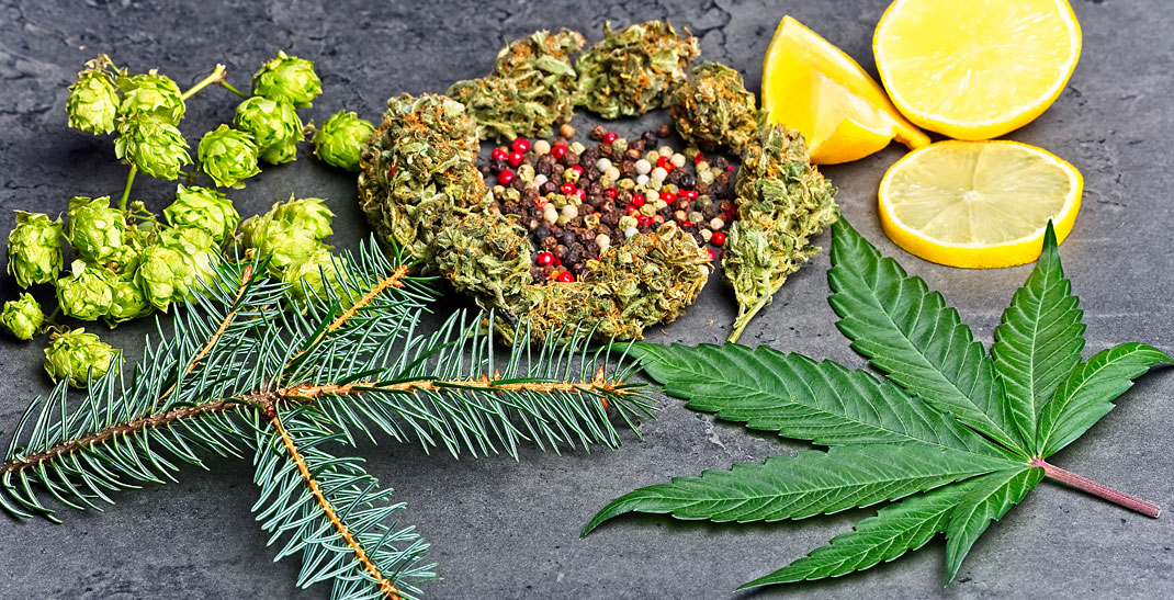 4 min. Terpenen in cannabis