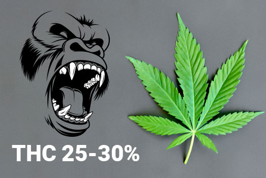 Het THC-gehalte van Gorilla Glue is 25 tot 30%. GG is van de meest krachtigste wietsoorten met een THC gehalte tot wel 30% THC.
