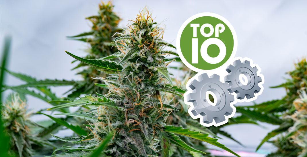 8 min. Top 10 Autoflowering soorten