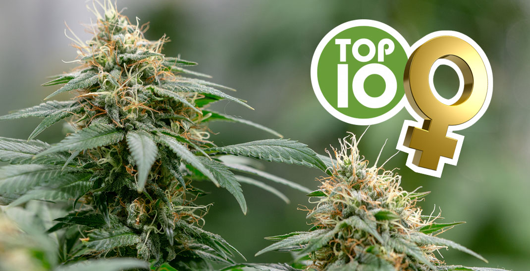 9 min. Top 10 beste Feminized cannabis soorten