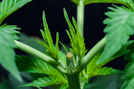 Het toppen van je wietplanten doe je door de bovenste scheut weg te knippen. Het toppen van je wietplanten doe je door de bovenste scheut weg te knippen.