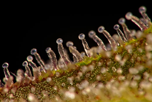 Close-up foto van trichomen. Close-up foto van trichomen.