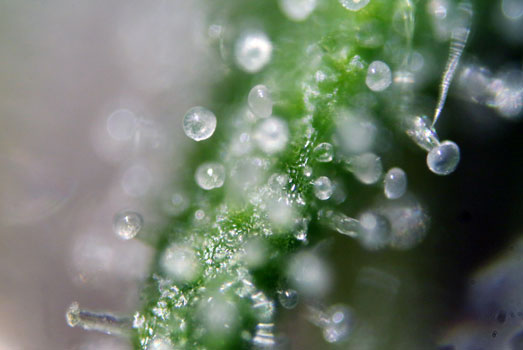 Melkachtige, troebele witte trichomen voor een geestelijke high. Melkachtige, troebele witte trichomen voor een geestelijke high.
