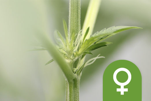 Voorbloei vrouwelijke wietplant Voorbloei vrouwelijke wietplant