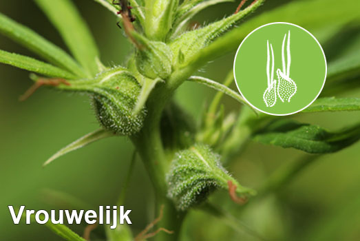 Vrouwelijke wietplant Vrouwelijke wietplant