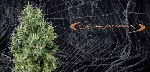White Widow van De Sjamaan. White Widow van De Sjamaan.