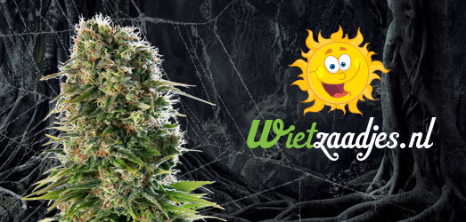 White Widow van Huismerk Wietzaadjes.nl. K2 van Homegrown Fantaseeds.