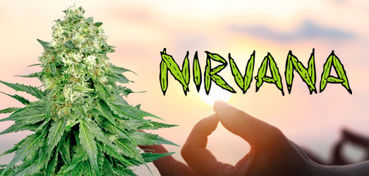 White Widow van het merk Nirvana Seeds. White Widow van Nirvana Seeds.