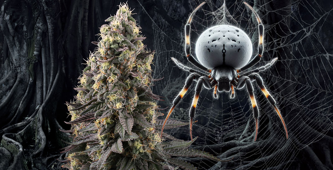 6 min. White widow wietsoort / strain informatie