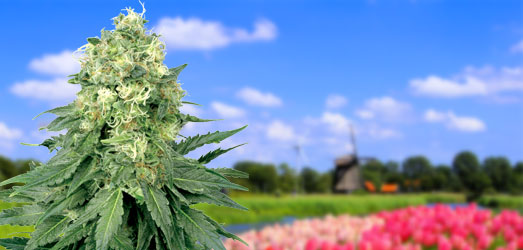White Widow is van Nederlandse afkomst White Widow is van Nederlandse afkomst