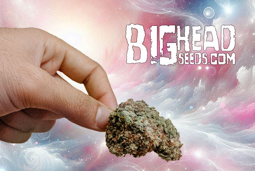 Wedding Cake wiet van Big Head Seeds. Wedding Cake wiet van Big Head Seeds.