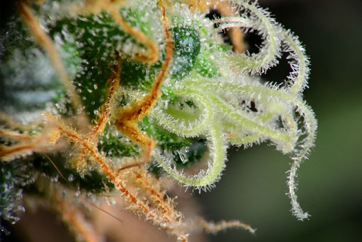 Macro-foto van een wietplant in bloei. Macro-foto van een wietplant in bloei.