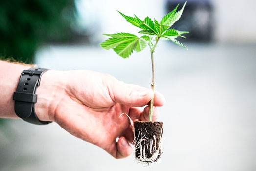 Gestekt wietplantje Gestekt wietplantje