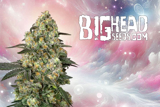 Wedding Cake wietplant van Big Head Seeds. Wedding Cake wietplant van Big Head Seeds.