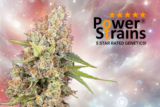 Wietplant Wedding Cake van PowerStrains. Wietplant Wedding Cake van PowerStrains.