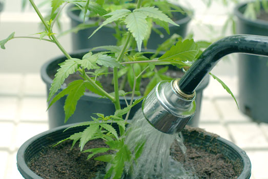 Geef je wietplanten niet te veel of te weinig water Geef je wietplanten niet te veel of te weinig water