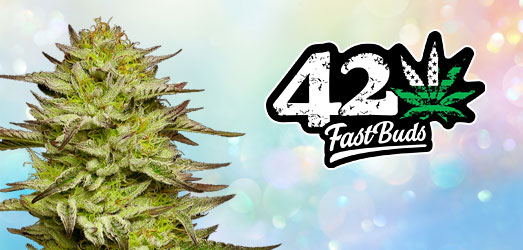 Zkittlez Auto van FastBuds. Zkittlez Auto van FastBuds.