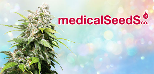 Zkittlez van Medical Seeds. Zkittlez van Medical Seeds.