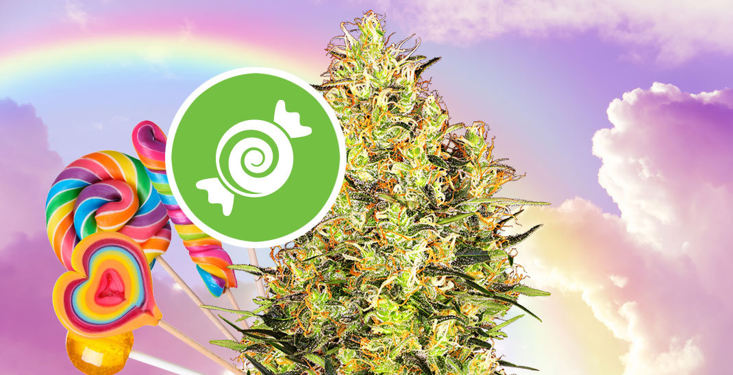 6 min. Zkittlez Wiet: Een Kleurrijke Ervaring in de Cannabiswereld