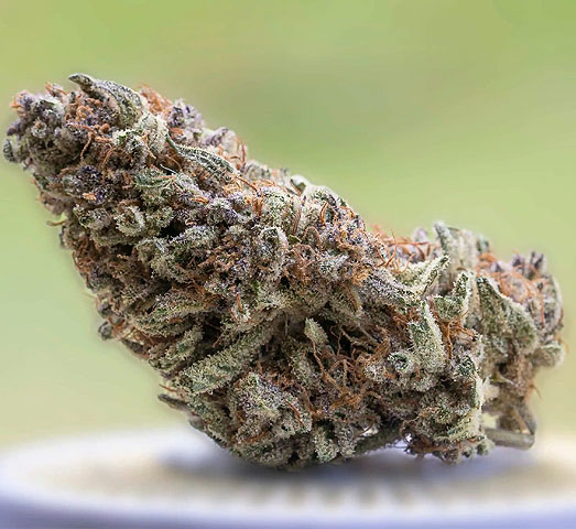 Zkittlez wiet. Zkittlez wiet