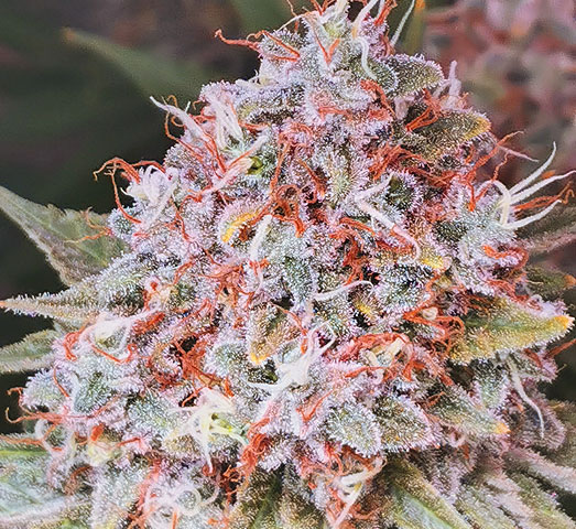 Zkittlez cannabis plant in bloei. Zkittlez cannabis plant in bloei.
