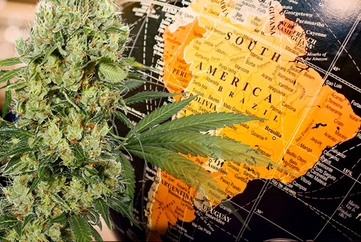 Zuid-Amerikaanse hybride sativa. Zuid-Amerikaanse hybride sativa.
