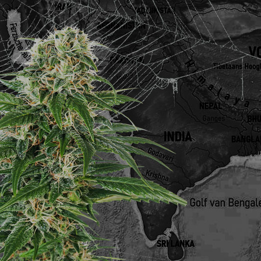 Zuid-Indiase sativa landras strain Zuid-Indiase sativa landras strain