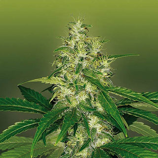 Amnesia soorten