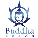 Buddha Seeds