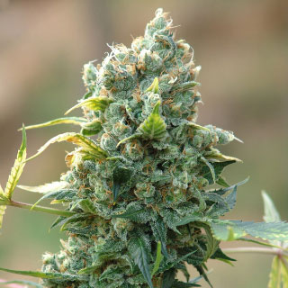 Kush soorten