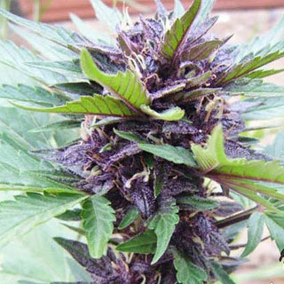 Purple soorten