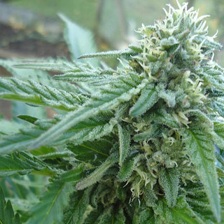 Skunk soorten