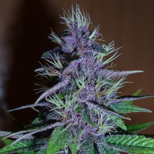 Pakistan Chitral Kush - Ace Seeds