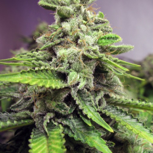 Afghan Skunk van Advanced Seeds heeft een krachtige skunk genetica met een hoog THC gehalte (17%)