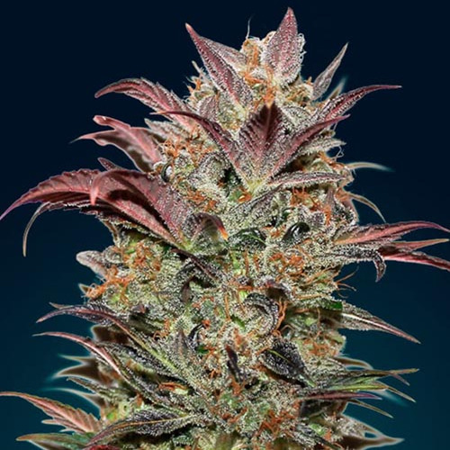 Auto Chocolate Cream - 00 Seeds