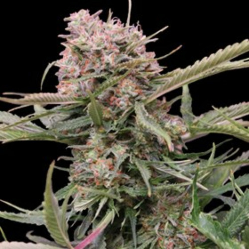 Auto Gigabud - G13 Labs Seeds
