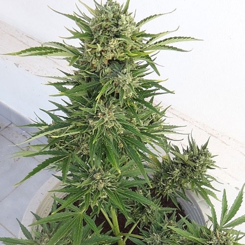 Binnen kweek van de Auto Malawi X Northern Lights van Ace Seeds