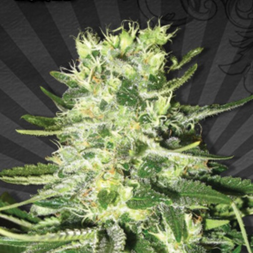 Mig-29 Autoflower - Auto seeds