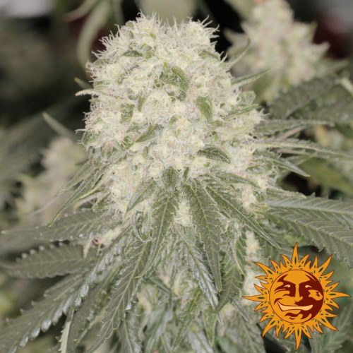 Bad Azz Kush top - Barney‚Äö√Ñ√¥s Farm