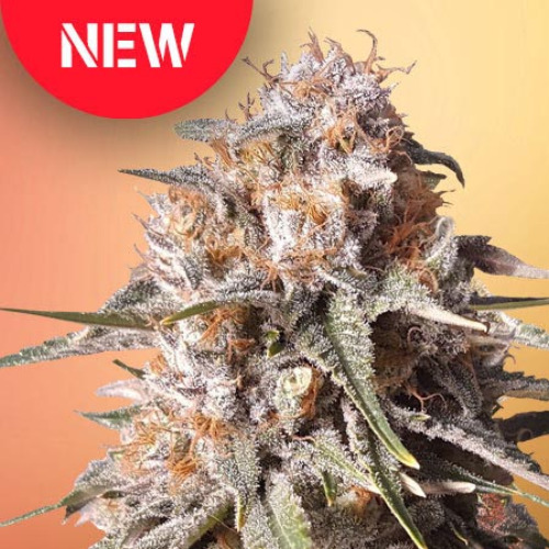 Baked Bomb Auto - Bomb Seeds