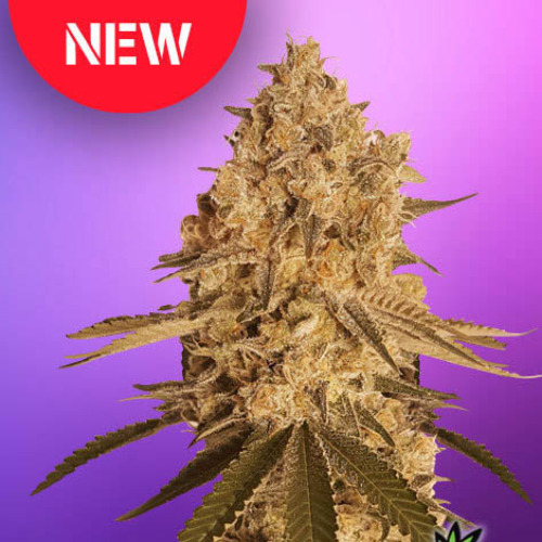 Baked Bomb - Bomb Seeds
