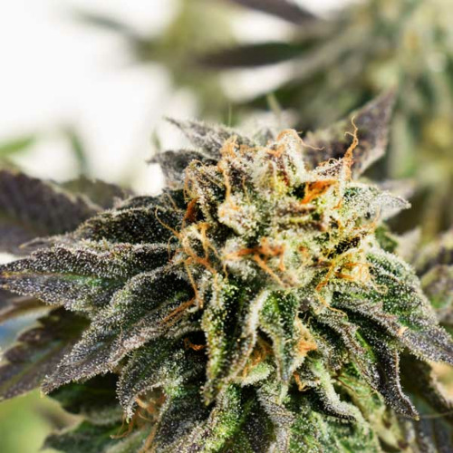 Banana Dance - Freedom of Seeds Buiten