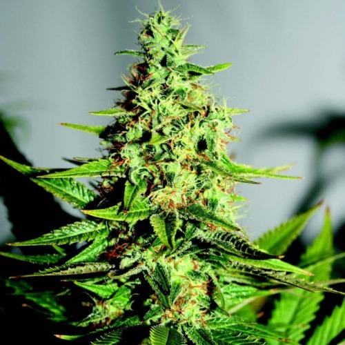 Acapulco Gold - Barney's Farm