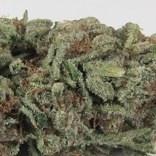 Cookies Kush wiet van zaadbank Barney‚Äö√Ñ√¥s Farm