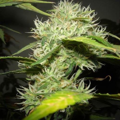 Barney's Farm LSD wietplant in bloei.