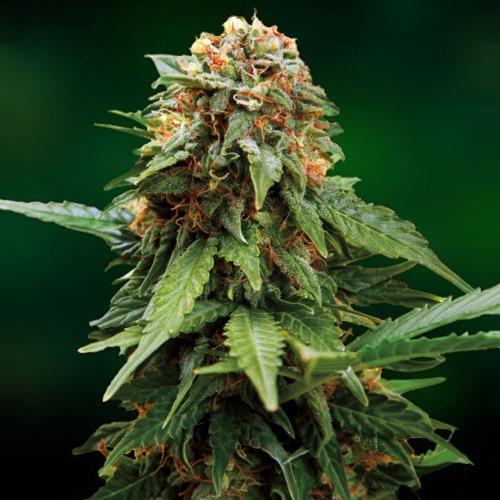 Tangerine Dream - Barney's Farm