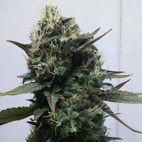 Berries & Cheese - Sumo Seeds Mooie hoofdtop